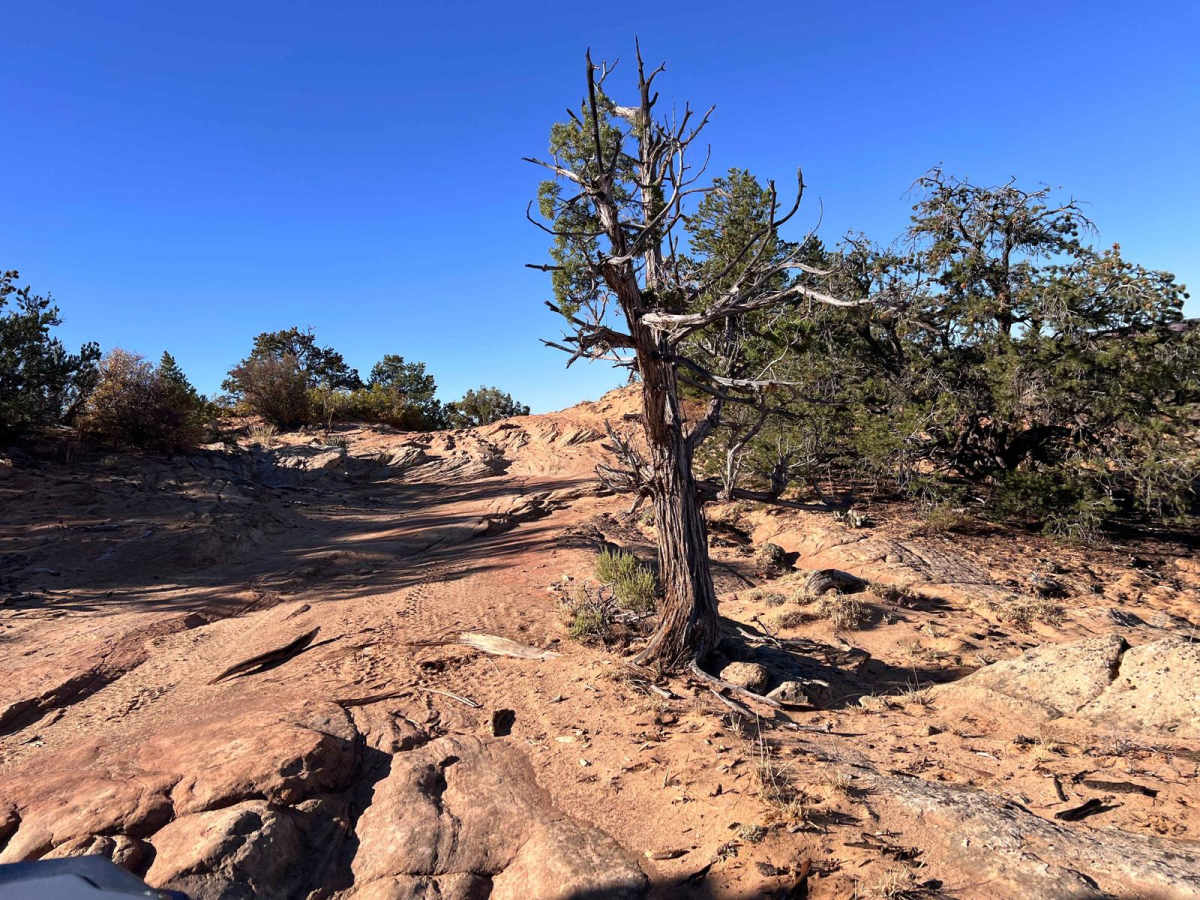Hog Canyon 6 - Savage Point (BLM HC6/6A) trail photo
