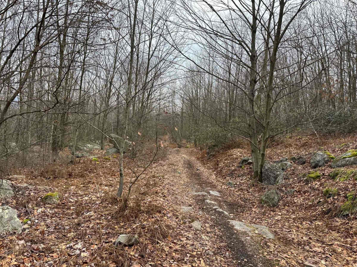 Locust Gap 74 photo 4