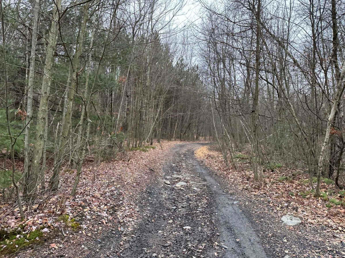 Locust Gap 70 photo 3