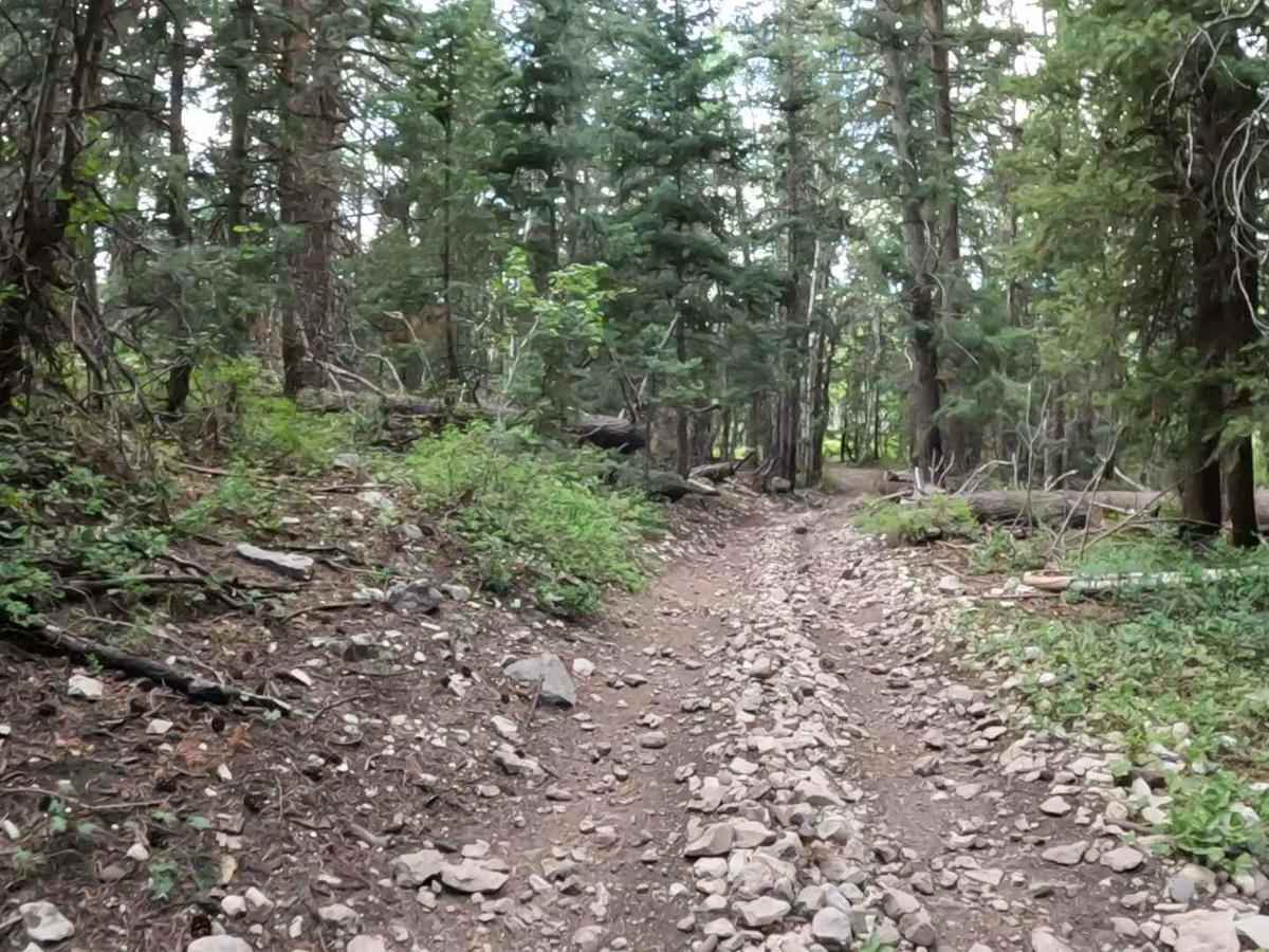 Harmon Trail photo 5