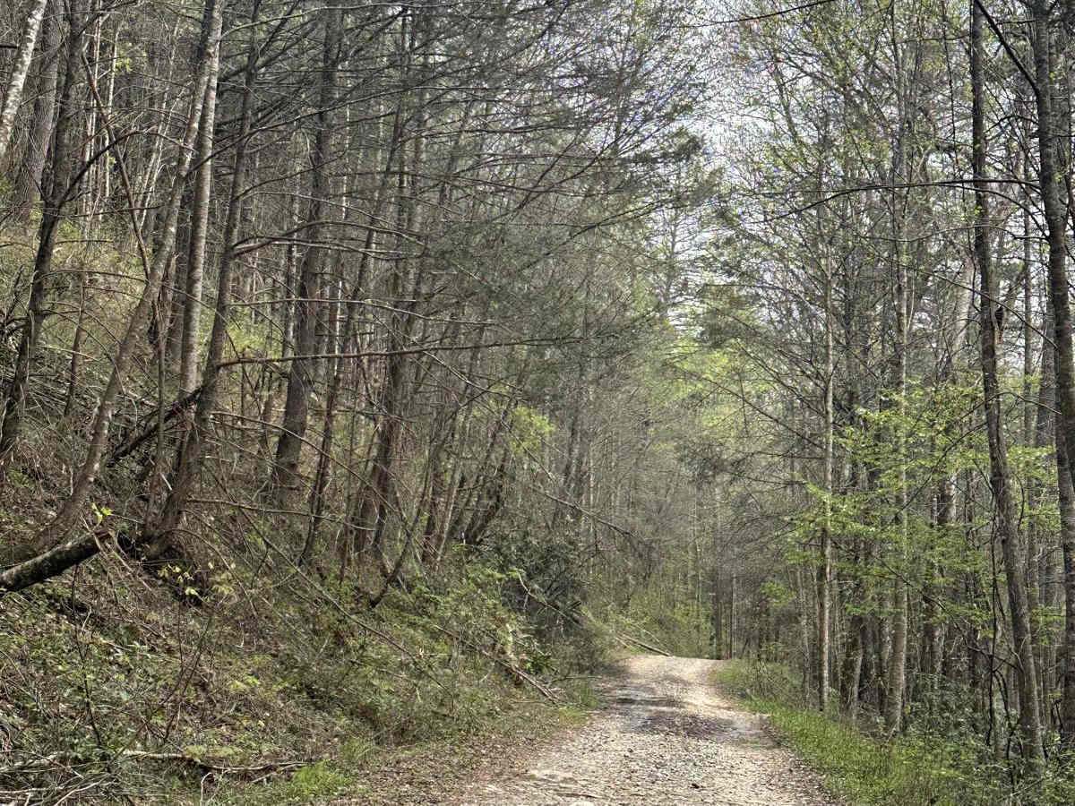 Sea Creek - FS 264 photo 3