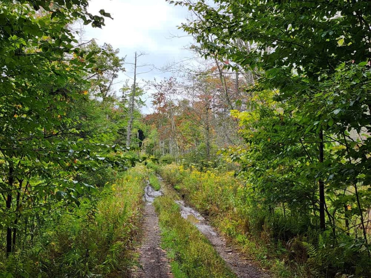 Swancott Hill Fire Tower Site photo 5
