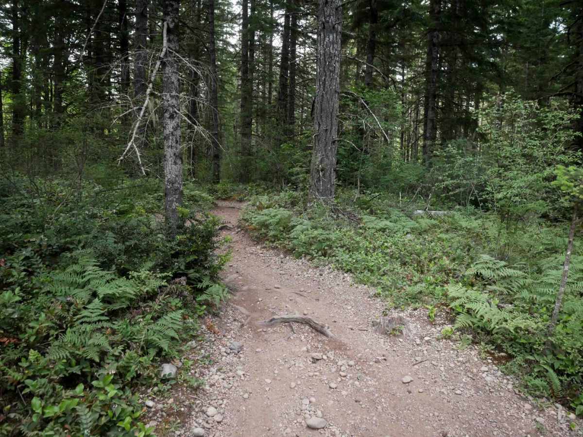 Tahuya River Trail trail photo