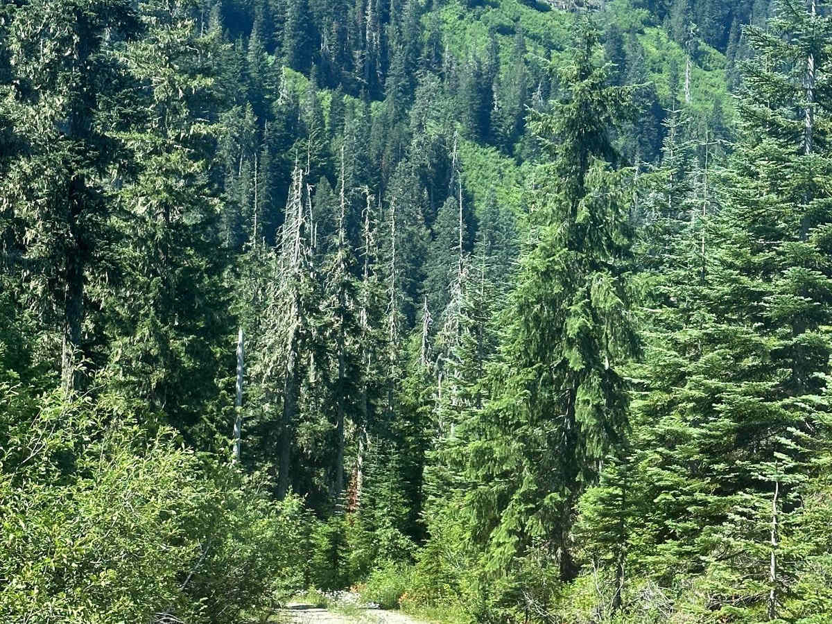 Hood Berry Trail photo 5