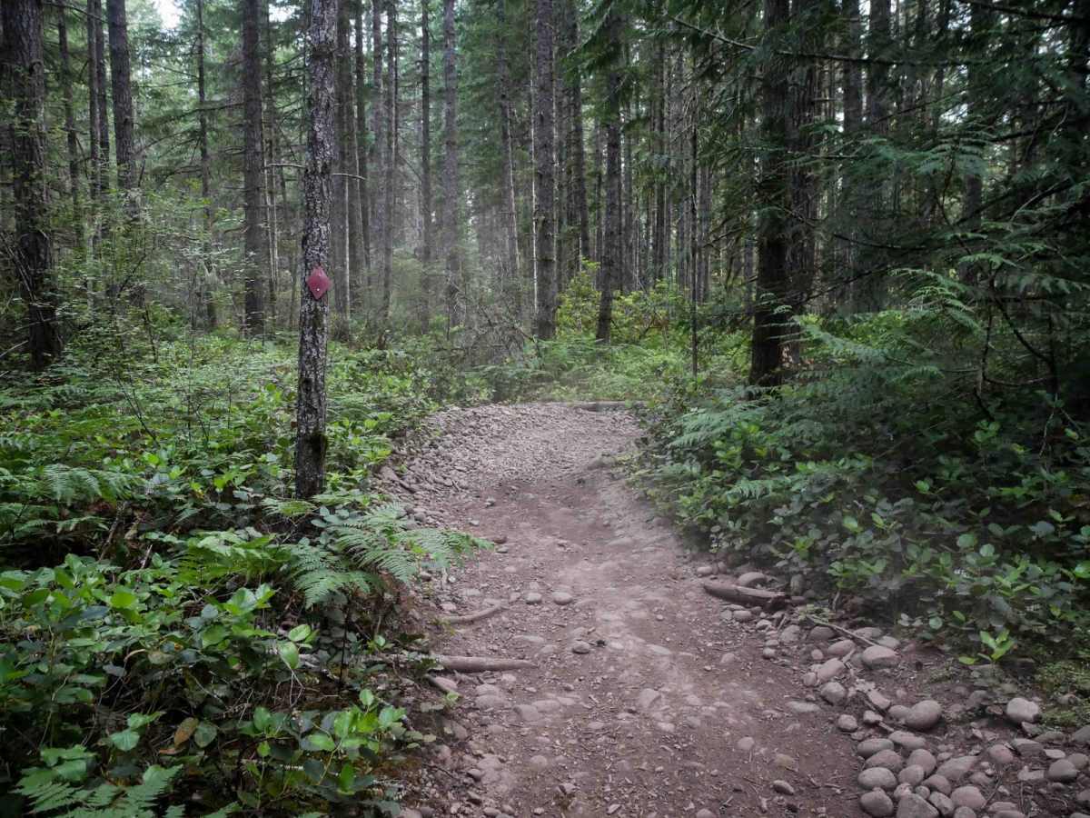 Tahuya River Trail photo 6