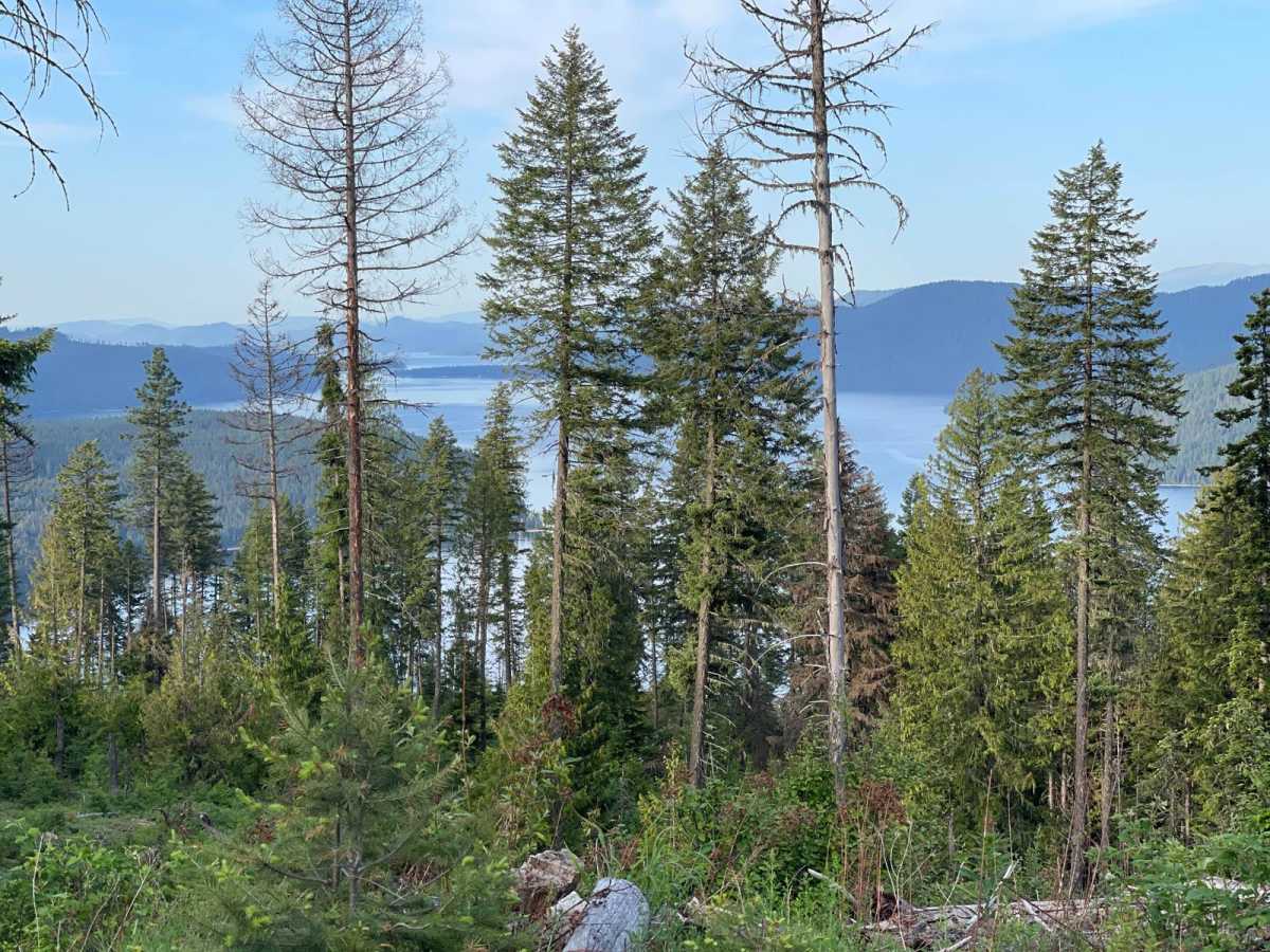 Lucky Creek Road photo 5