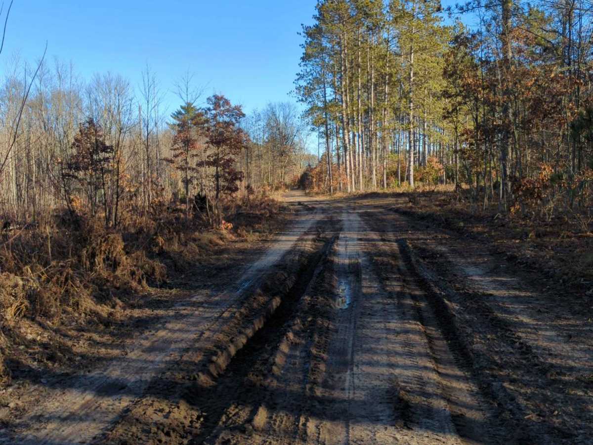 Manistee National Forest Hayes Road photo 3