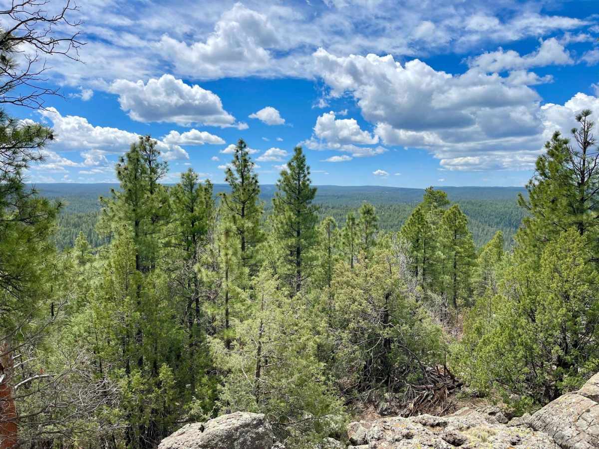 FR138 Along the Ridge trail photo