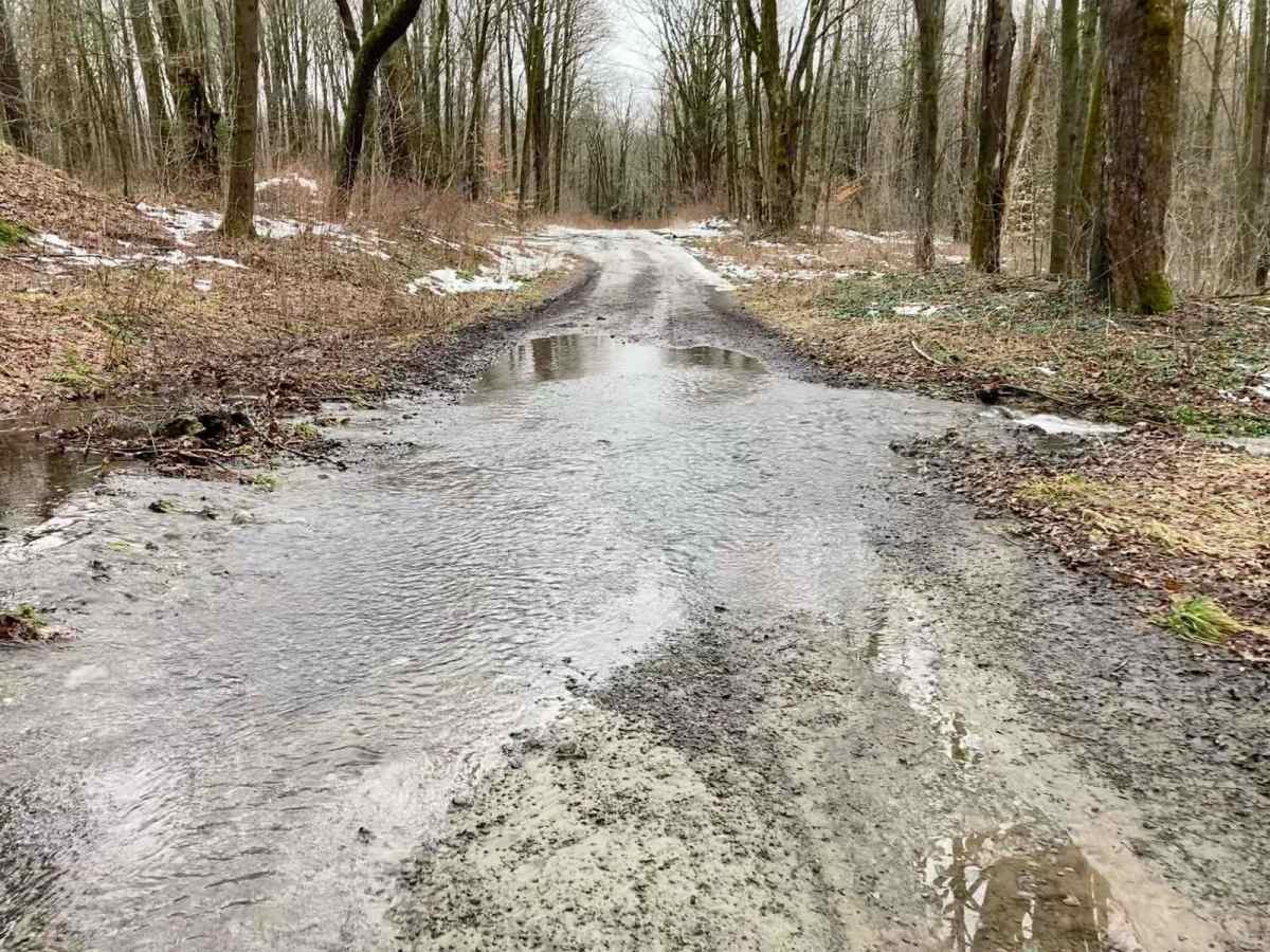Bear Swamp trail photo