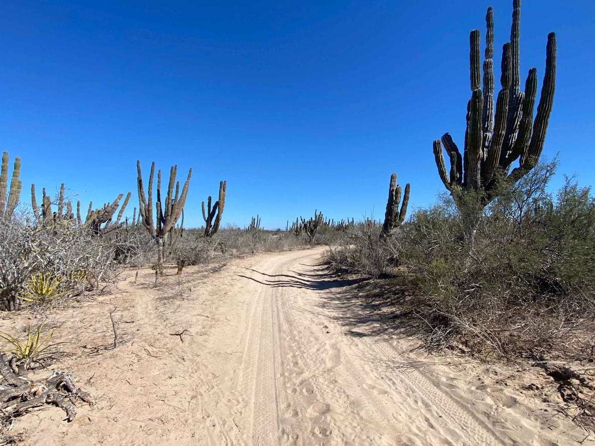 Los Inocentes Loop photo 6