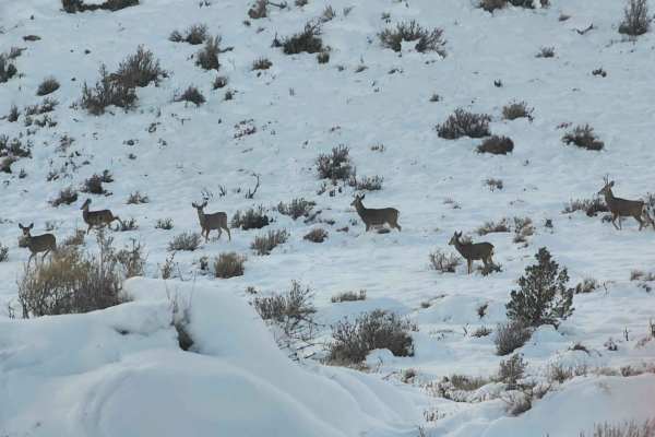 Seven Deer Trail