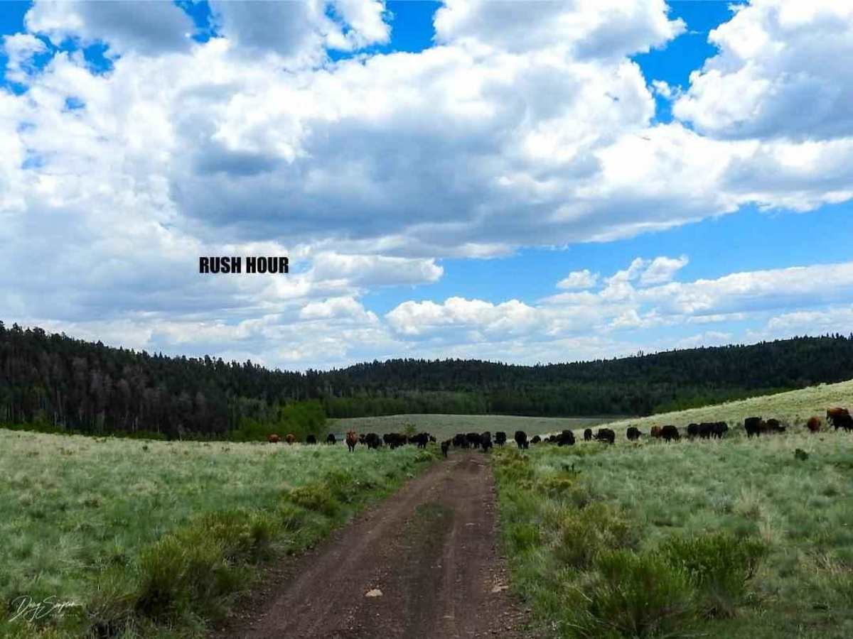 Forest Road 630/Williams Creek photo 5