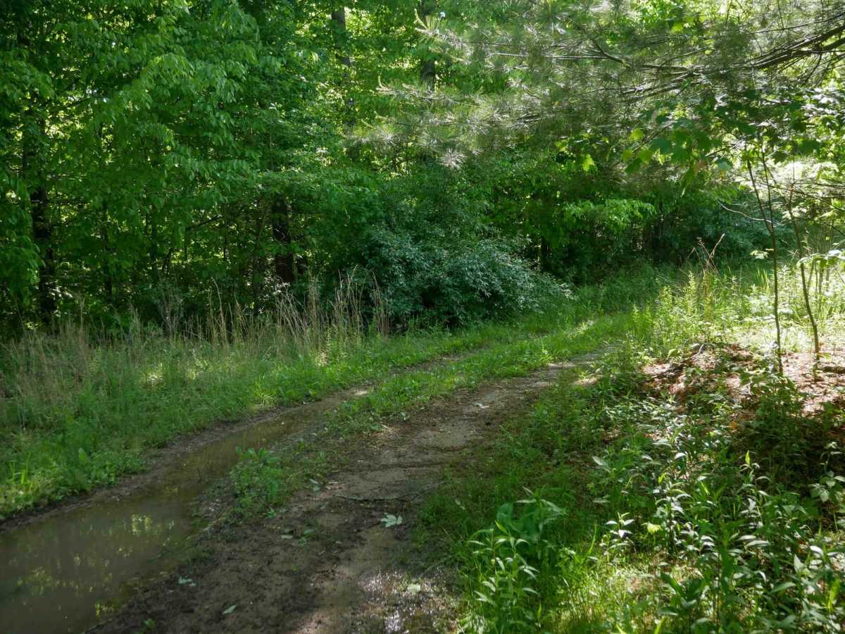 CC51 trail photo