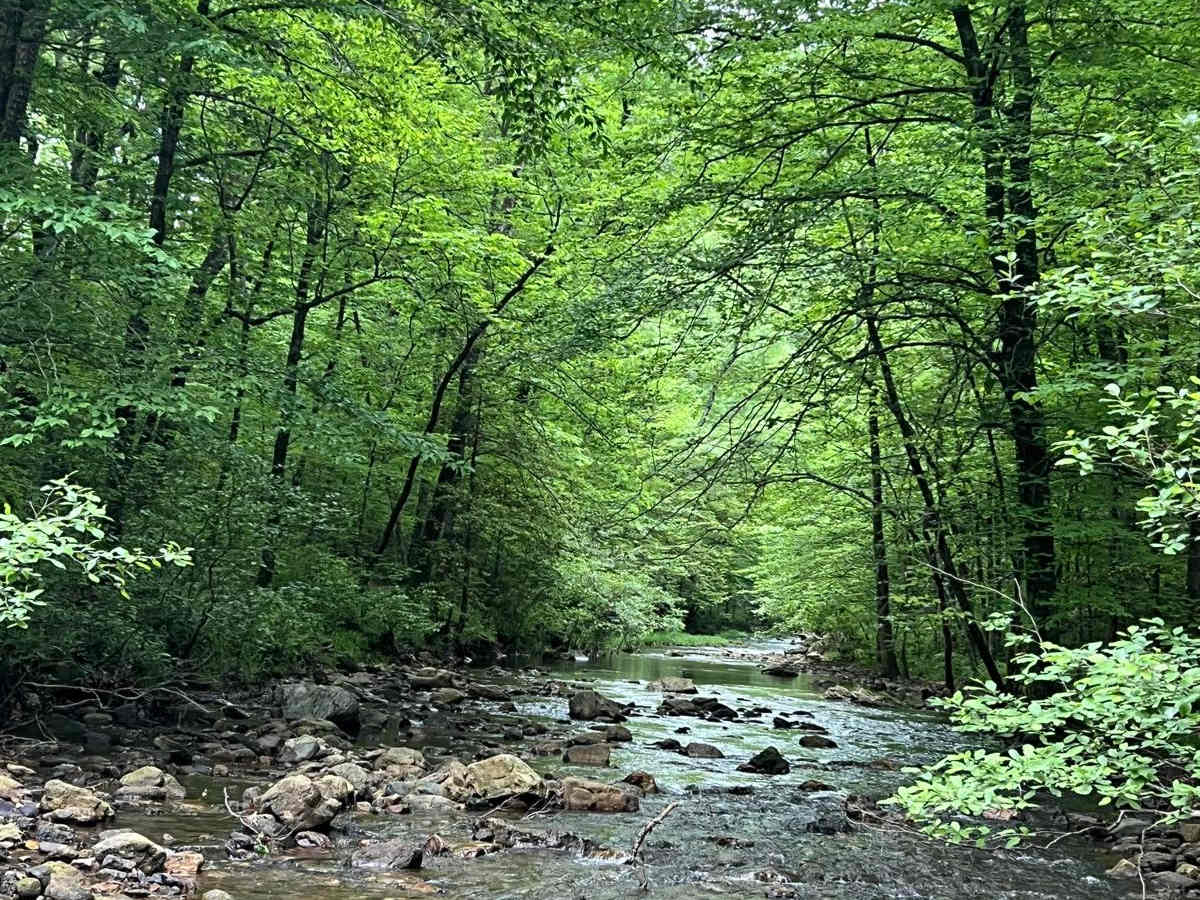 Brushy Creek trail photo