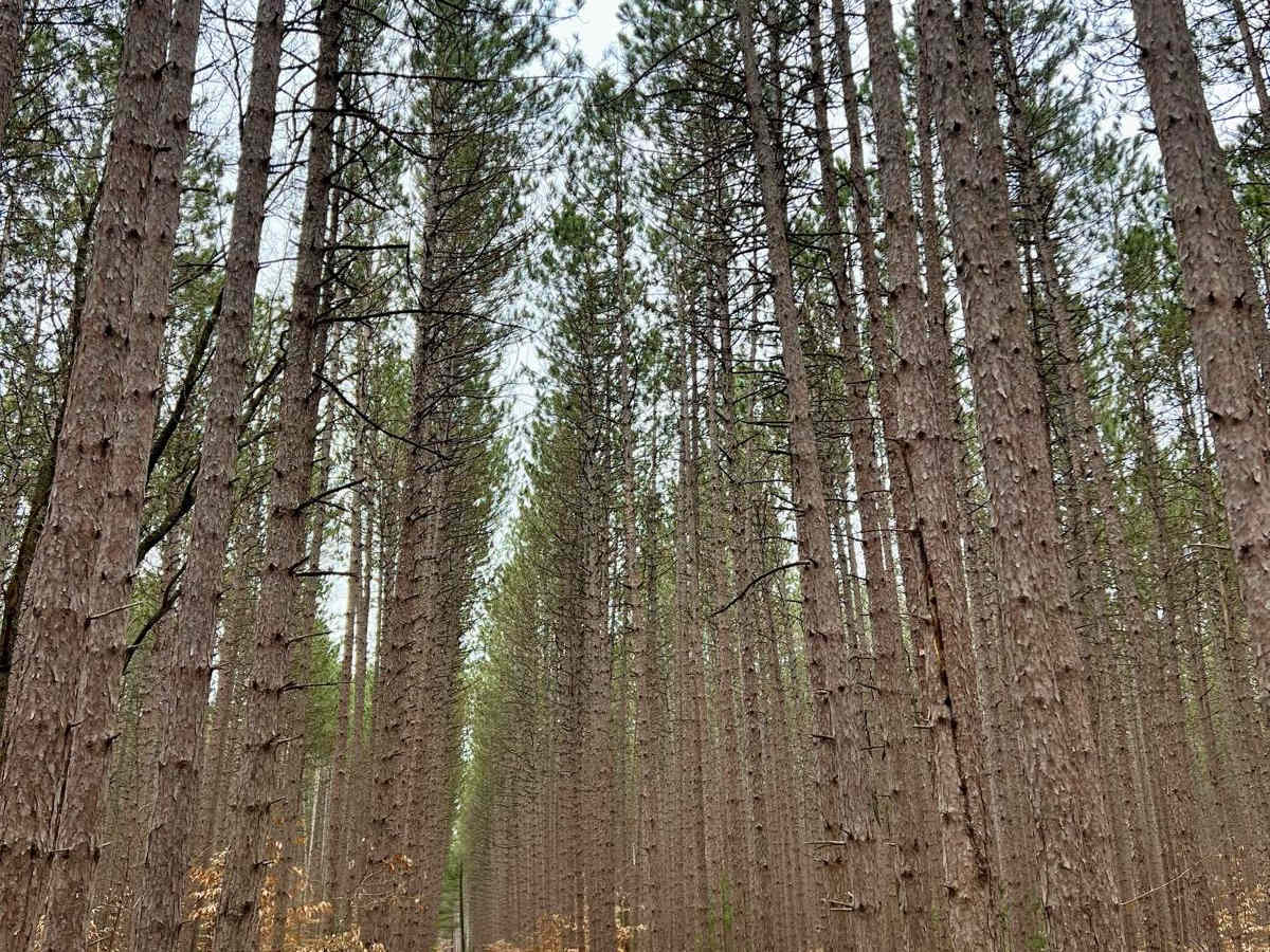 NFS 9053 trail photo