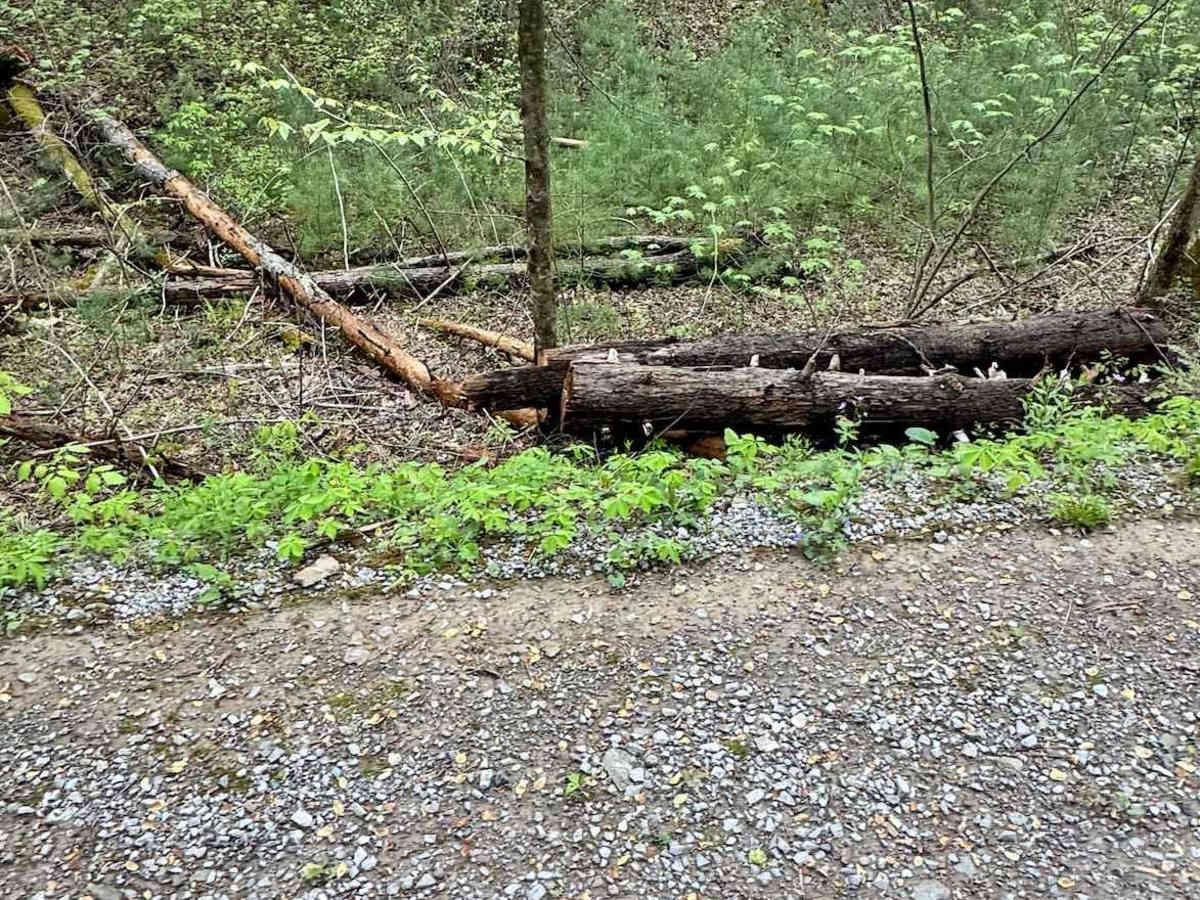 Rich Mountain Road photo 5