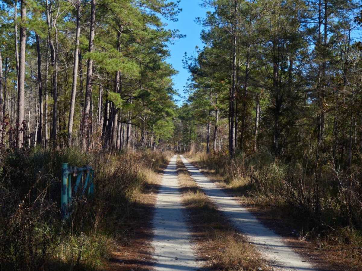 Wardfield - FSR 212 trail photo