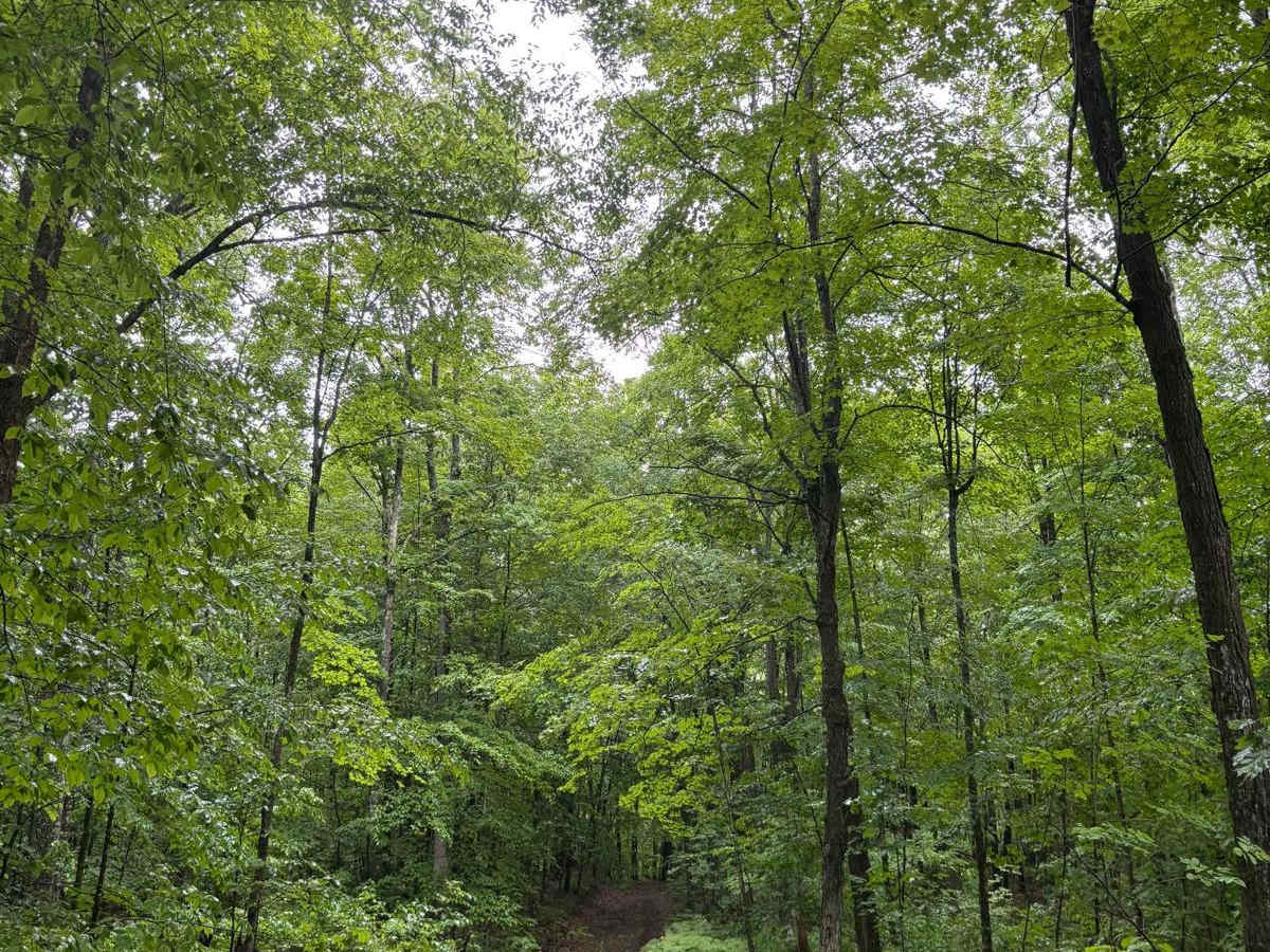 Forest Road 2321J photo 5