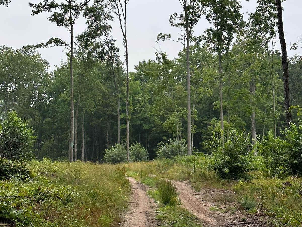 Brozofsky Road photo 6