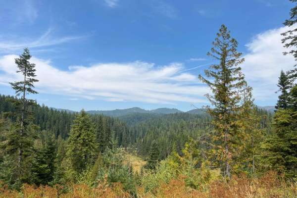 Tree Line Ride