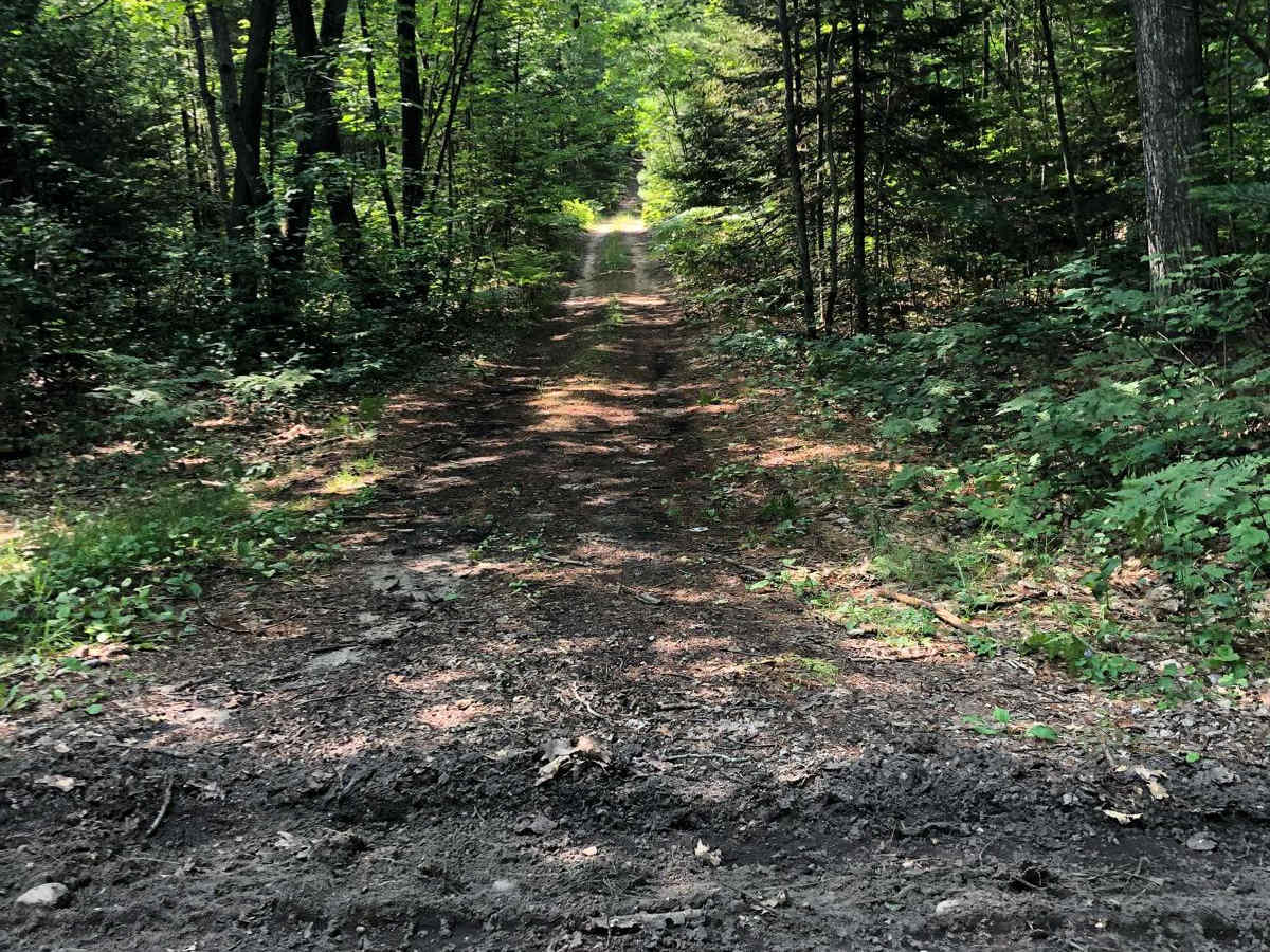 Cheboygan Plains Loop trail photo