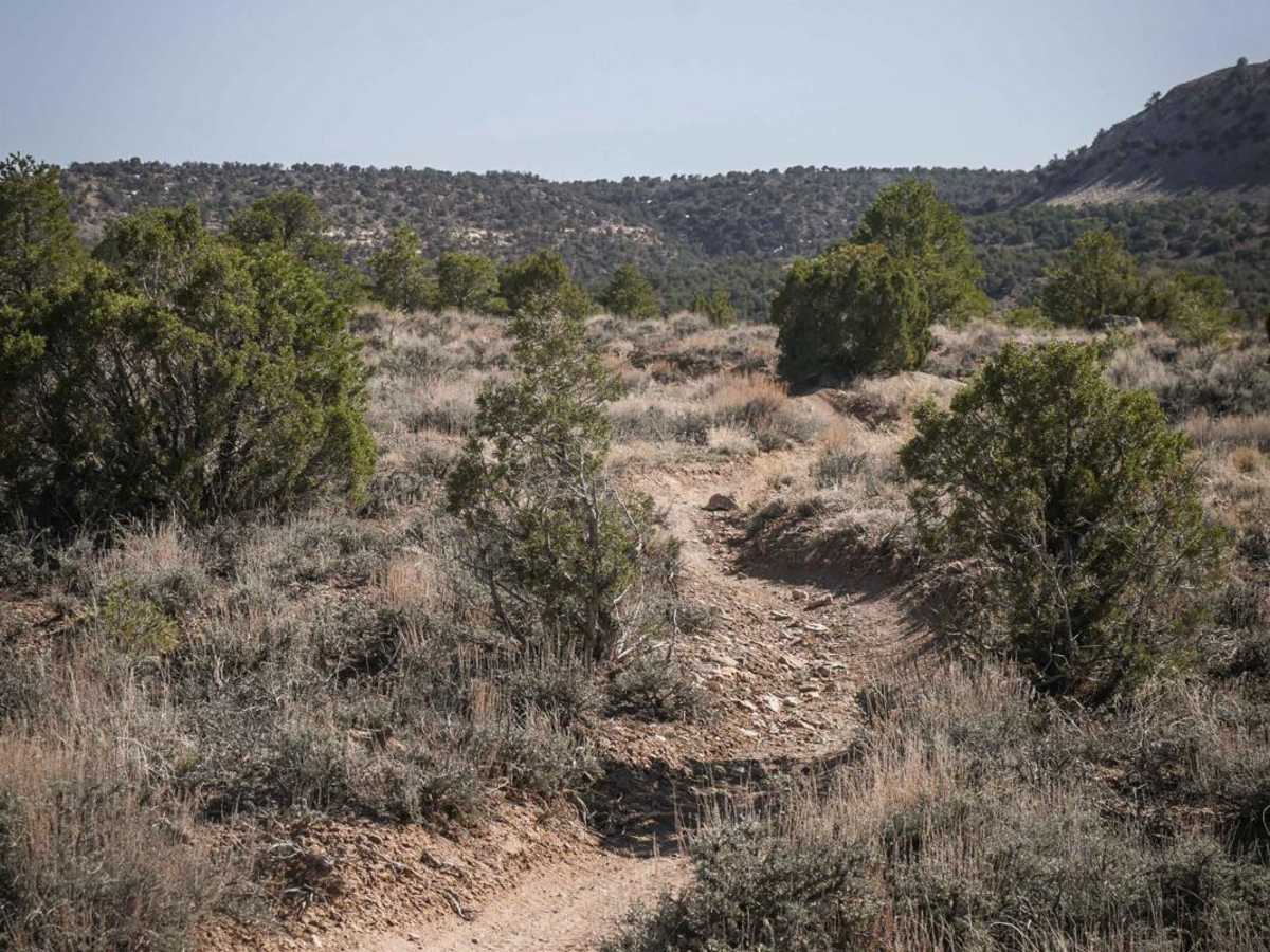 Coyote Cutoff photo 5