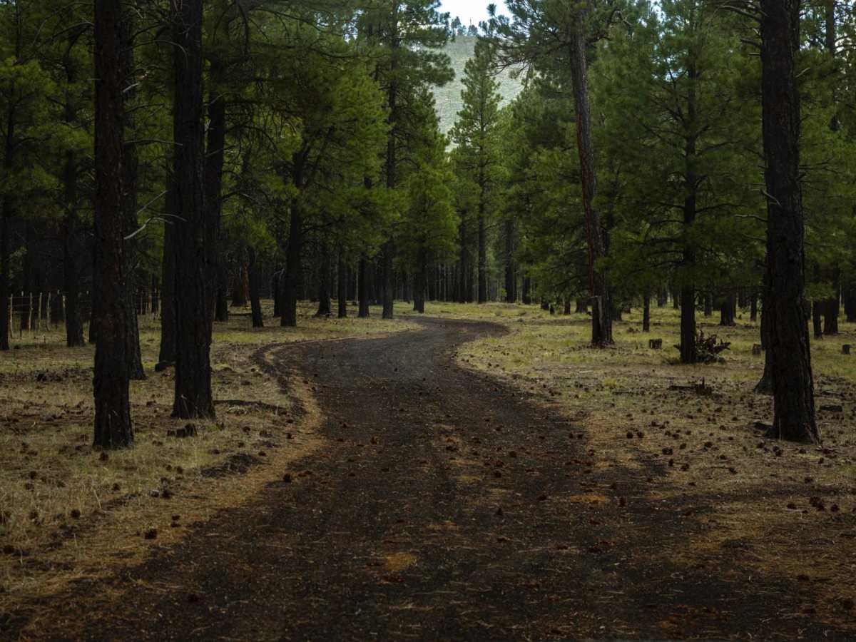 Section 16 Hill trail photo