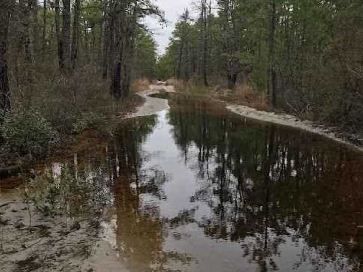 Batsto Fireline Trail photo 3