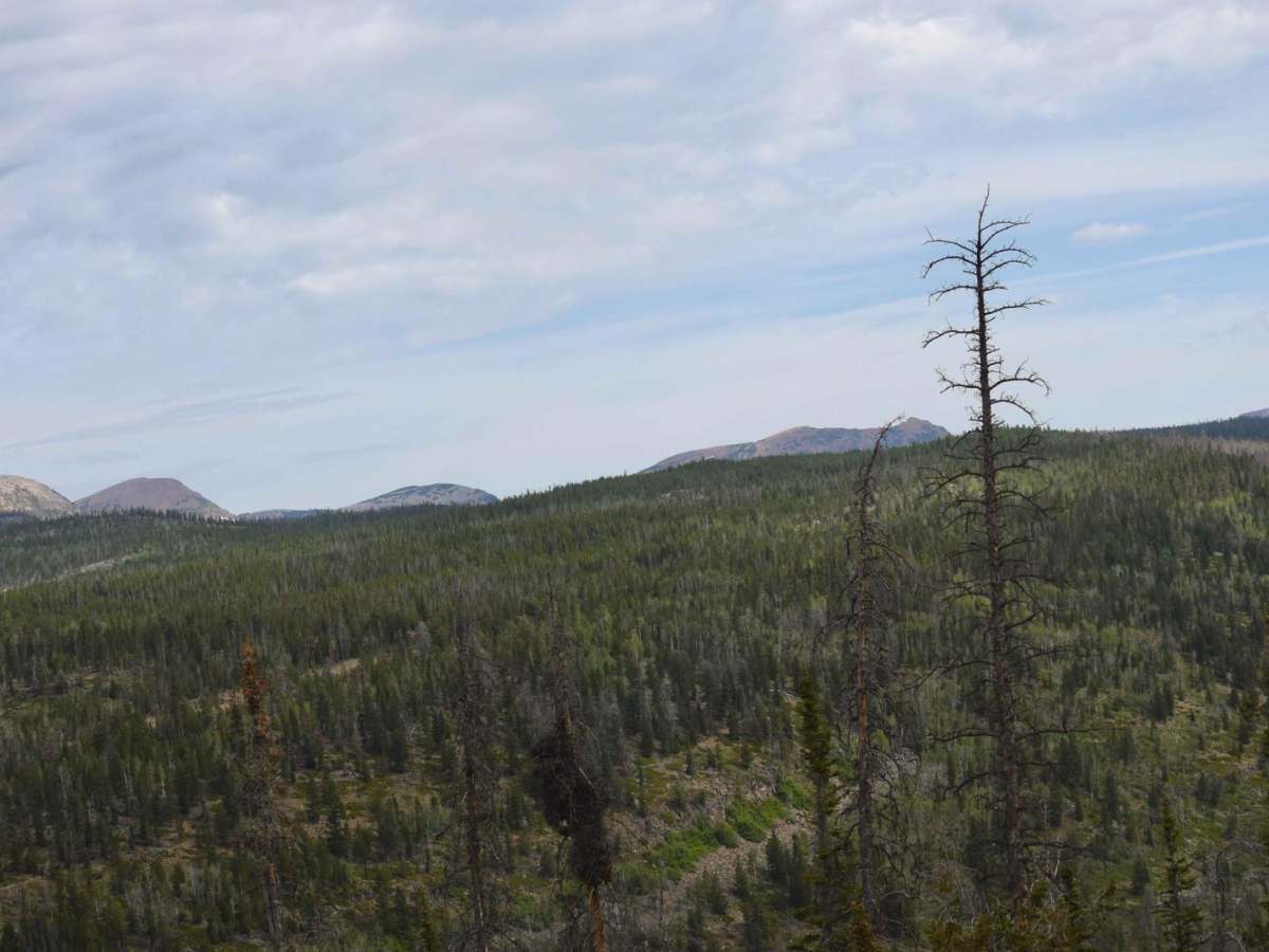 Iron Mine Road 80414 photo 3