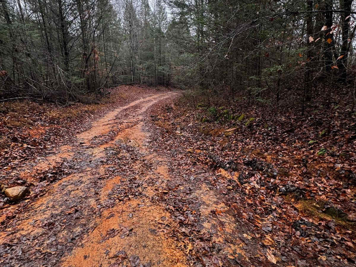 Wild Dog Creek Trail photo 3
