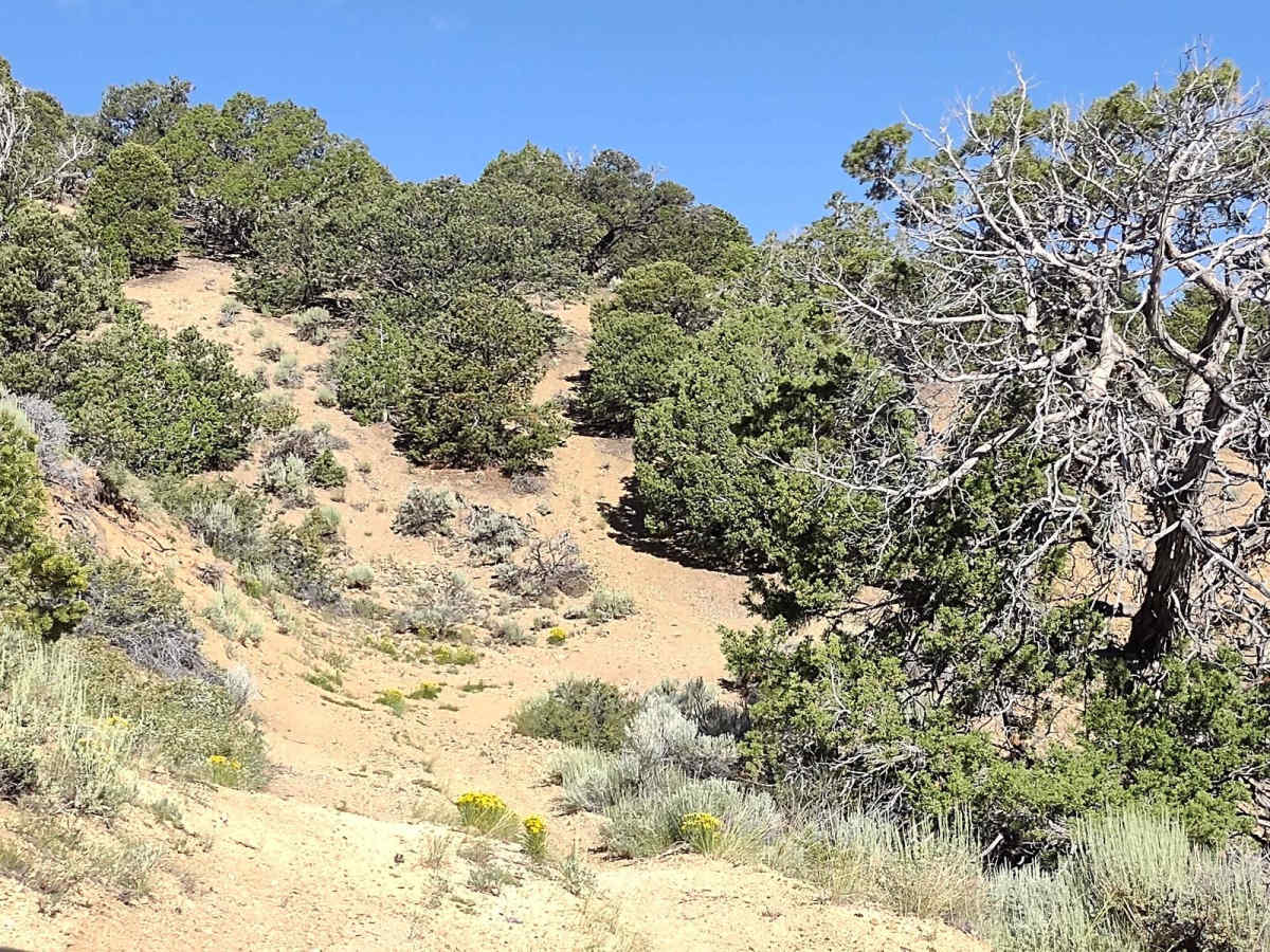 County Road 1345 trail photo