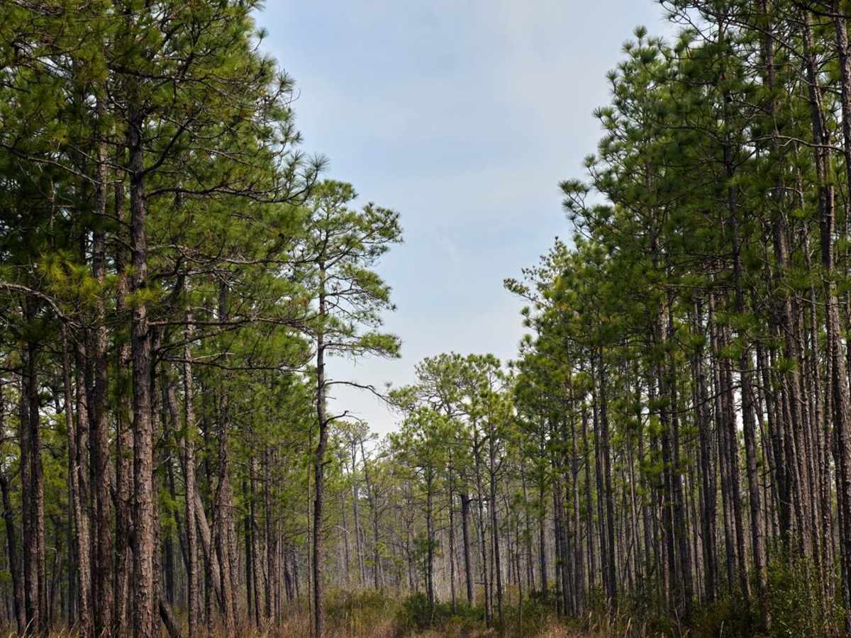 Cumbee - FSR176 photo 4