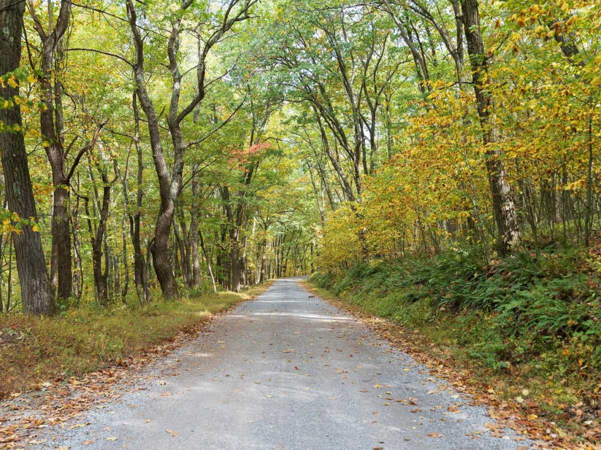 Laurel Run Road trail photo