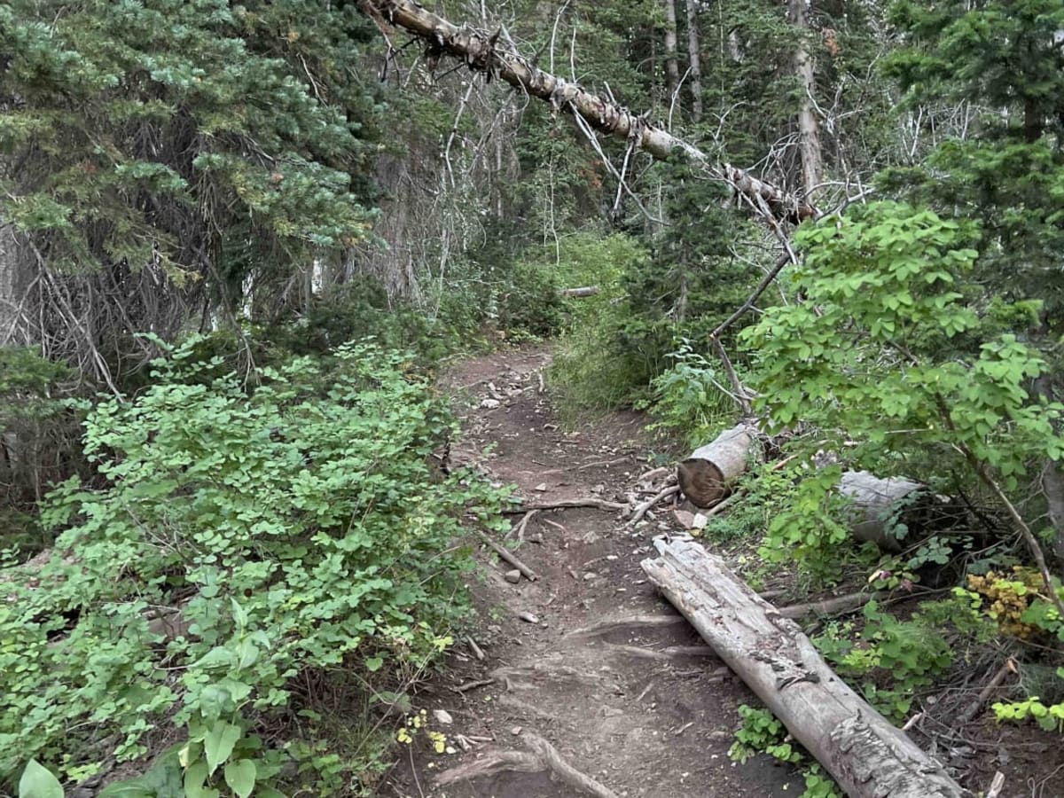 Forest Lake (2171) trail photo