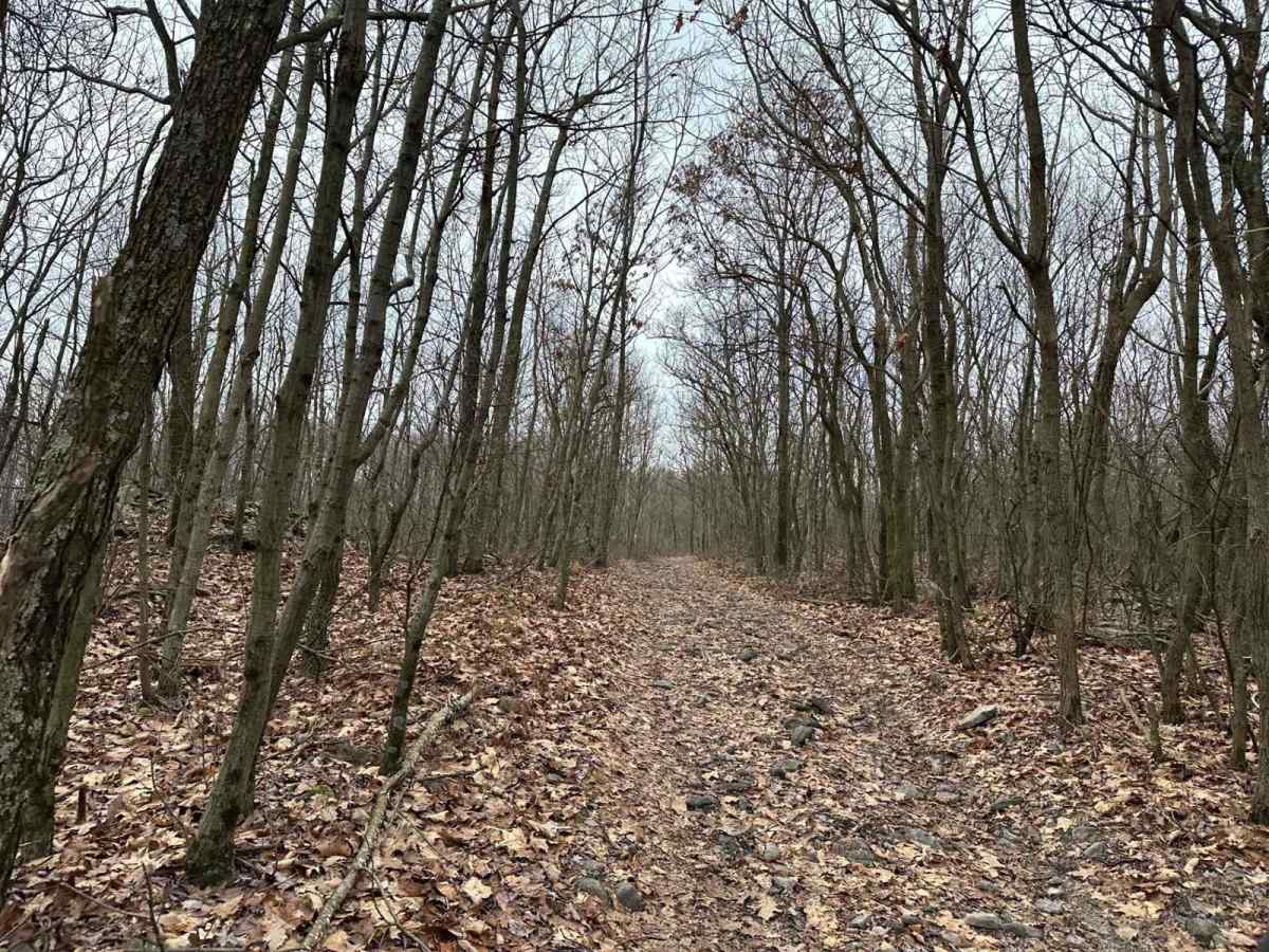 Locust Gap 76 photo 3