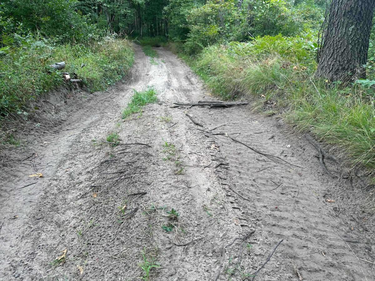 Pin Stripes - FS 5392 trail photo