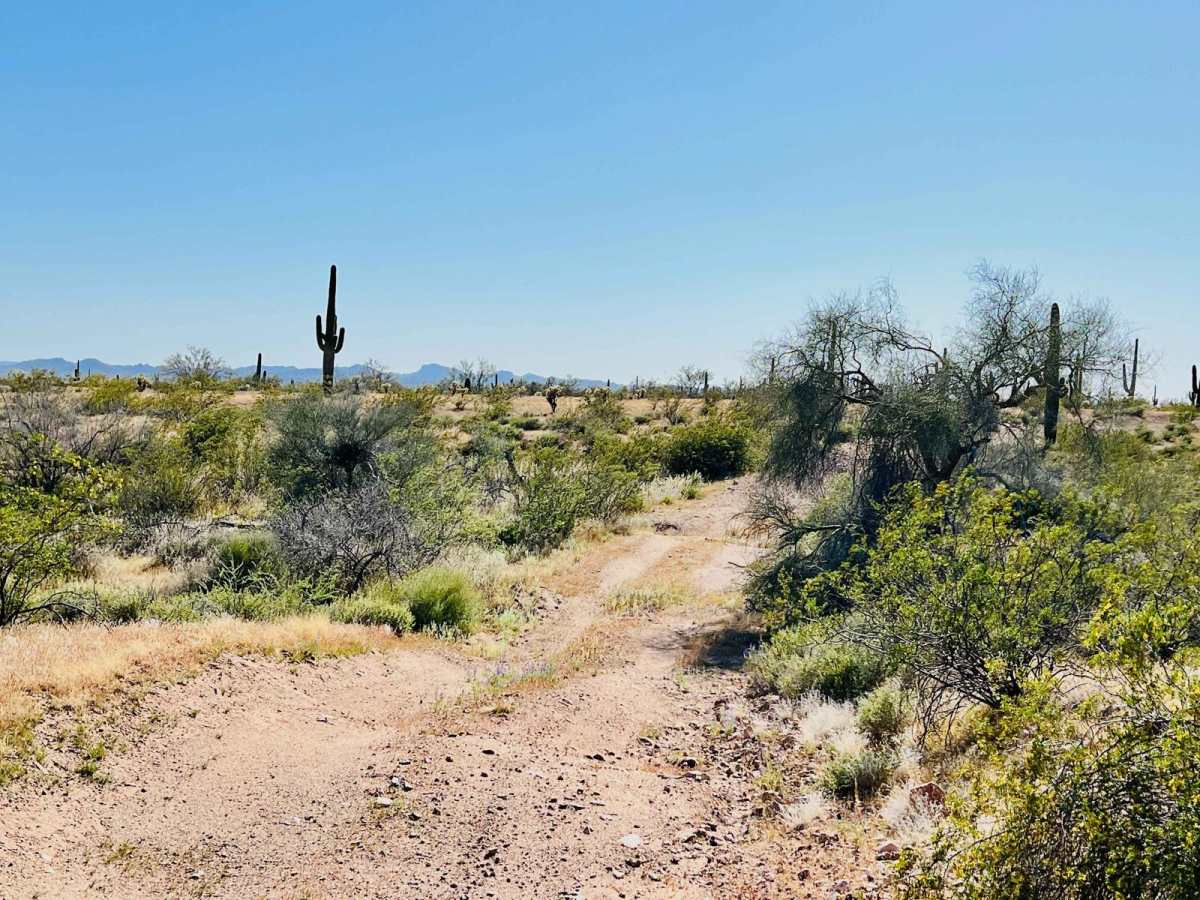 BLM 9088 trail photo