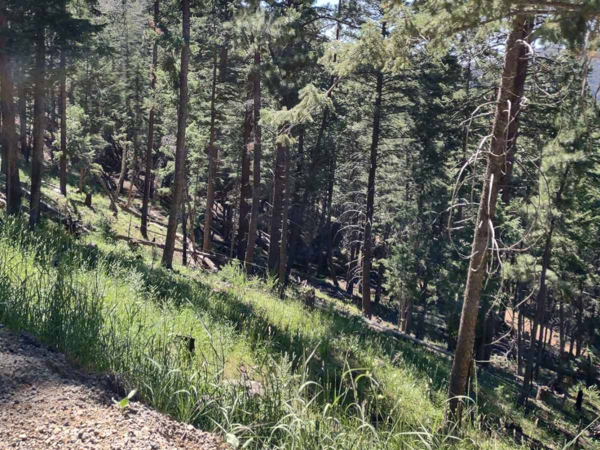 Kent's Lakes to LeBaron Lake (FS 40137) photo 3