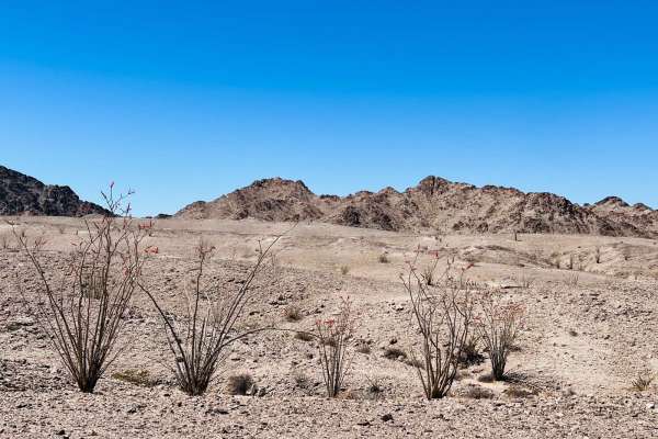 Ocotillo Out and Back 661