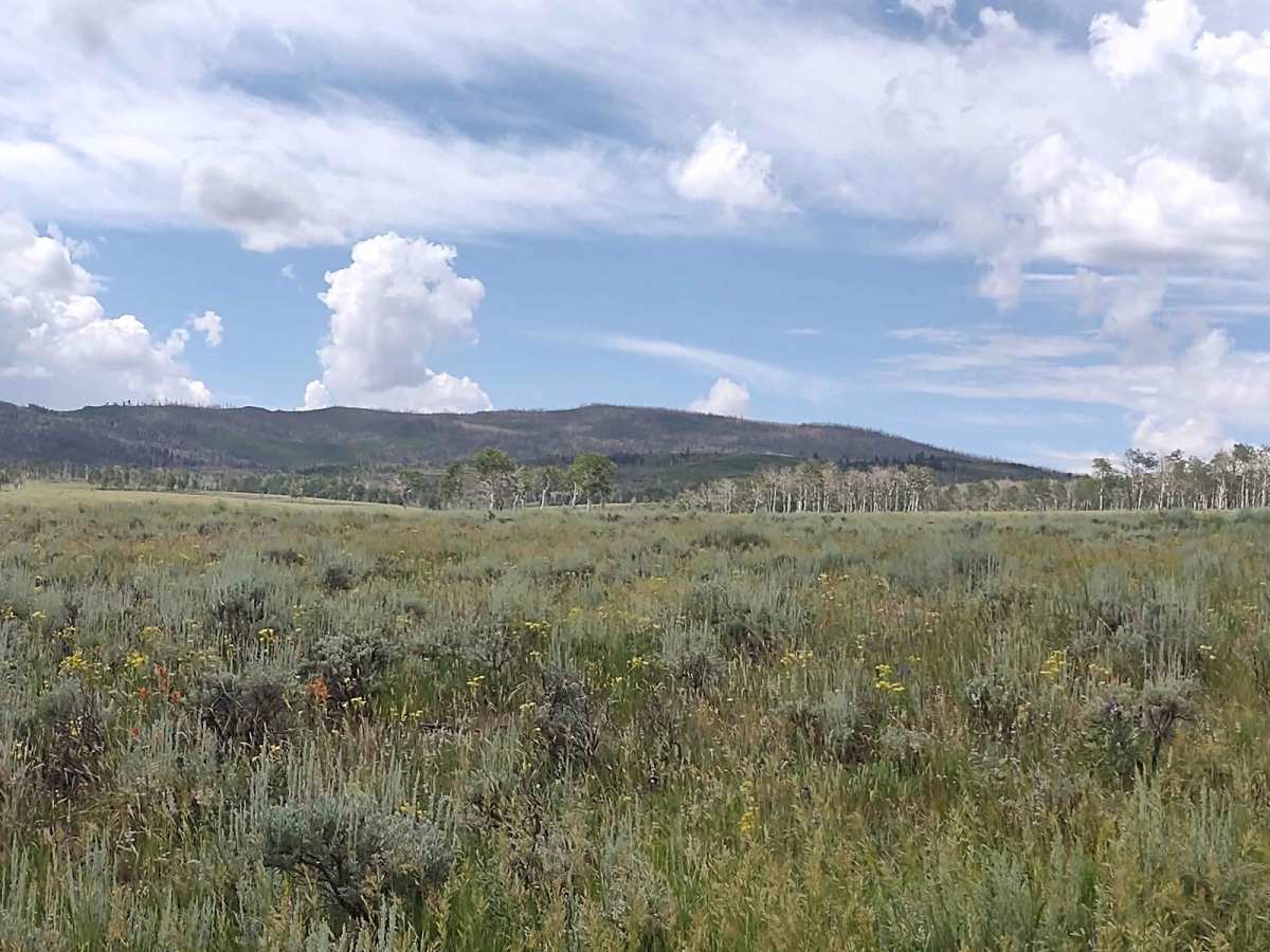 Box Creek Spur (FS 42456, 41232, 41223) photo 5