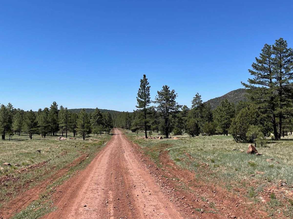 FS 229 trail photo