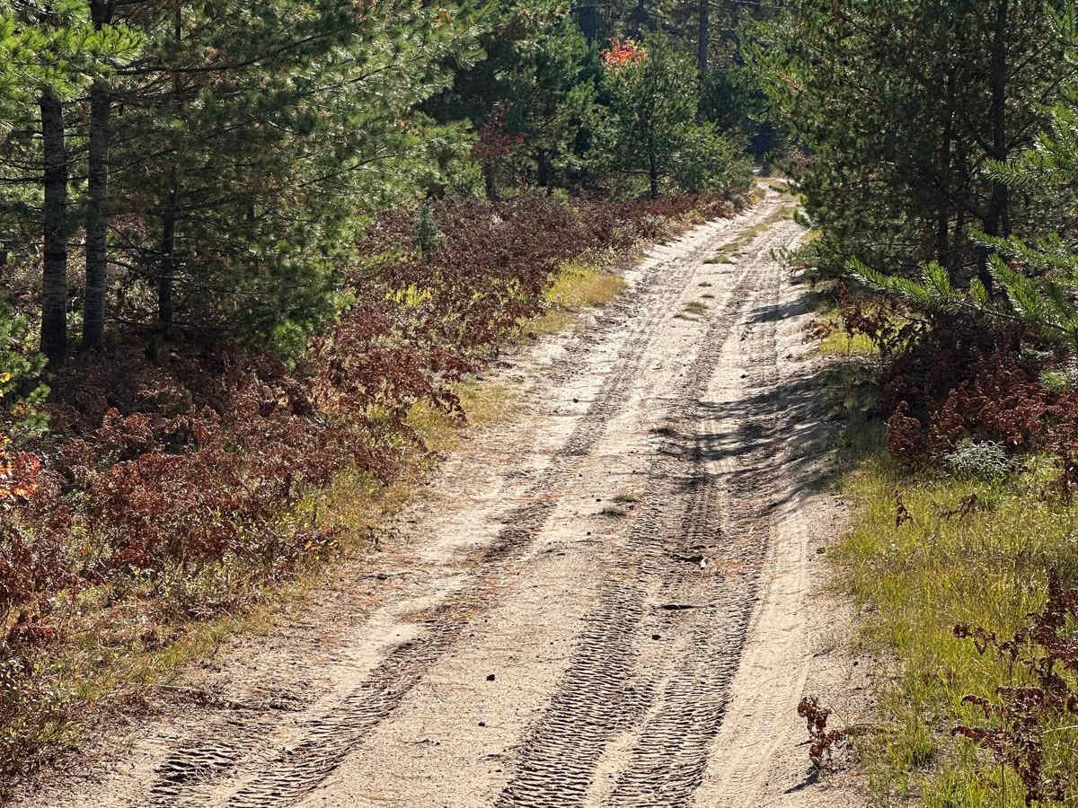 FS 2449 trail photo
