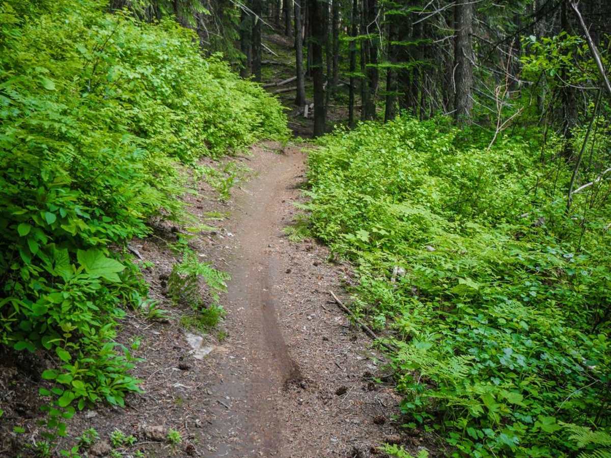 Beason Meadow No. 228 (Part 1) photo 3
