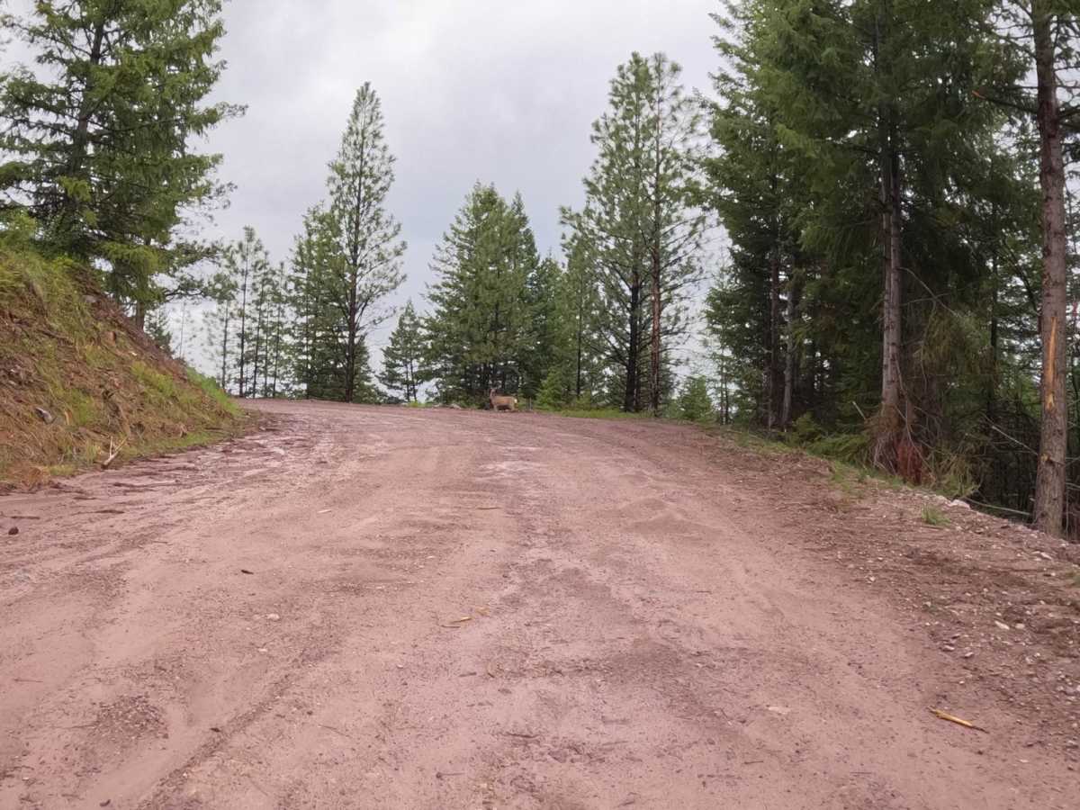 Deep Creek Road-Nemote Creek Road trail photo