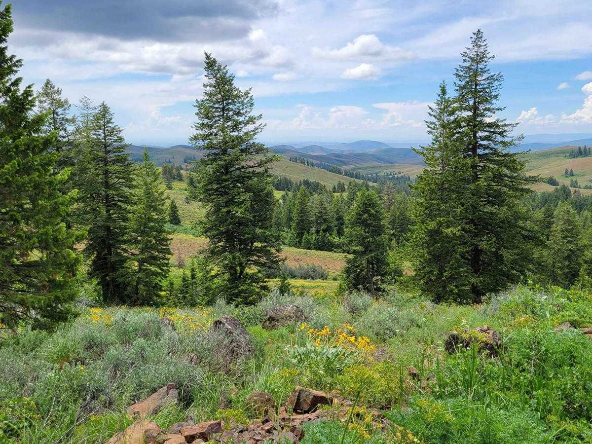 FR 322 - Wolf/Monroe Creek photo 6