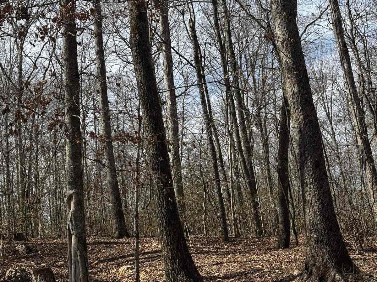 Hillside Trail photo 2