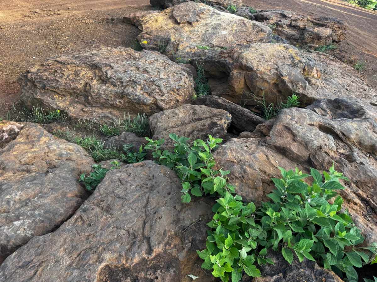 Rock Garden photo 3
