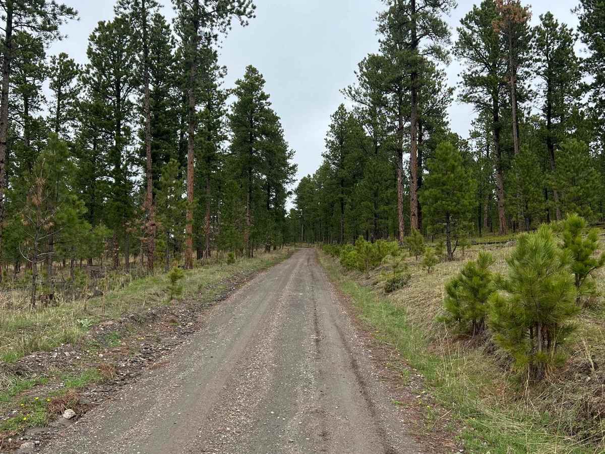 Experimental Forest Road photo 5