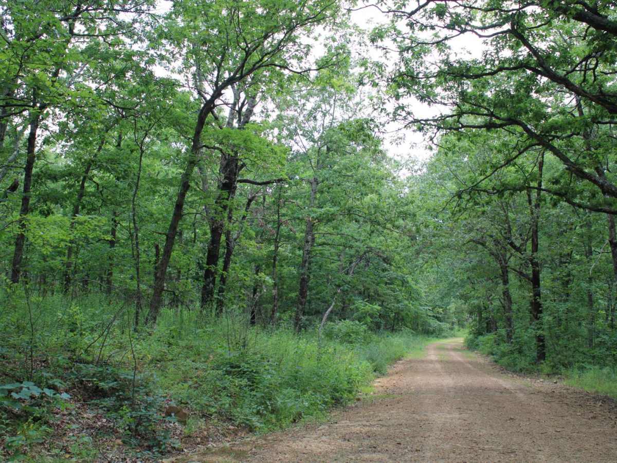 Petit Jean Road To Jack Creek photo 6