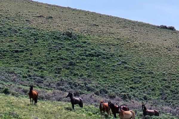 Horse Basin to Dry Gulch